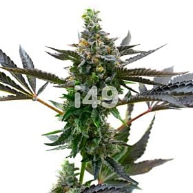 Grandaddy Bruce Regular Cannabis Seeds 