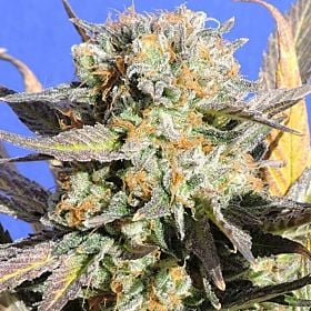 Granddaddy Black Feminized Seeds