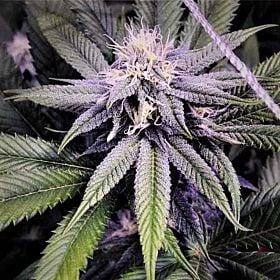 Purple Caper Seeds Granddaddy Purple BX Reg 2