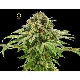 DNA Genetics Seedbank Grape LA Female Cannabis Seeds