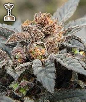 apothecary grape ape