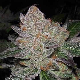 Archive Seeds Grape Smuggler Regular 