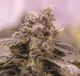 Grape Valley Kush