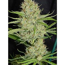 Cannaventure Seeds Chameleon Mix Regular