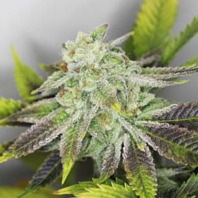 Gage Green Genetics Grape Stomper