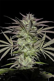 DIGITAL GENETICS GRAPESNOW TRAIN REG 2