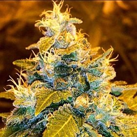 Holy Smokes Seeds Green Bling Fem