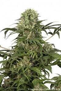Dutch Passion Green Spirit Feminised