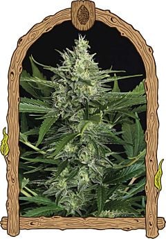 exotic seed green gummy auto