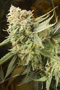Elemental Seeds - Gummy Bears