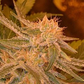 Archive Seeds Shark Bite Regular 