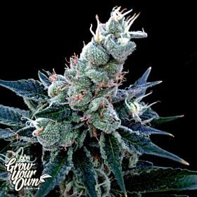 double alien 18