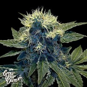 Sharksbreath
