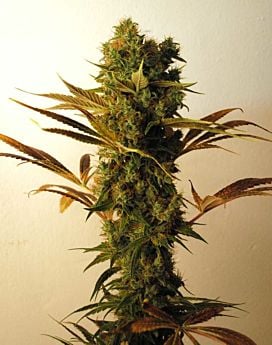Resin-seeds-hammer-shark-plant