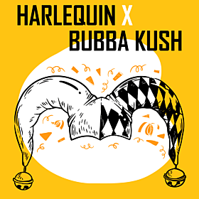 Harlequin x Bubba Kush Regular