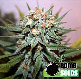 Bomb Seeds Hash Bomb Feminized 