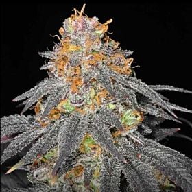 Raspberry Cookies Haute Genetique