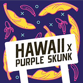 Hawaii x Purple Skunk Feminized