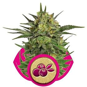 Royal Queen Seeds - Haze Berry 