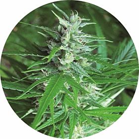 haze auto tao