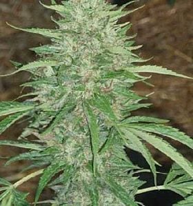 apothecary genetics headband 707