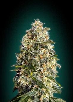 Advanced Seeds Heavy Bud Feminized