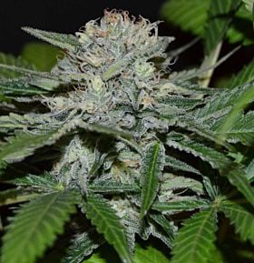 cannabiogen hash fruit