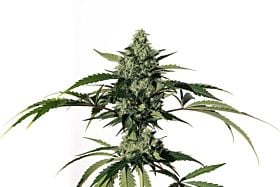 Medical Marijuana Genetics Hiydrow (HY-1)