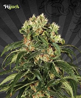 Auto Seeds Hijack Automatic Feminized