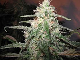 Lowlife Seeds Seedbank - Automatic AK74 x Automatic Hindu Kush Seeds