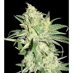 DNA Genetics Limited Collection HitMan OG Regular  