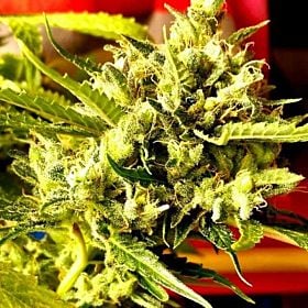holy smoke guava dub star