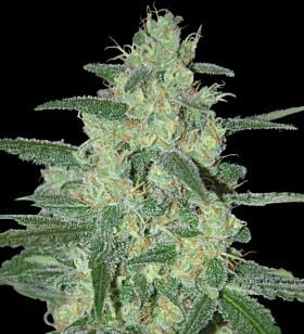 samsara Holy grail 69
