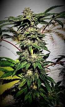 Holy Smoke Seeds Banana Ice Cream Fem