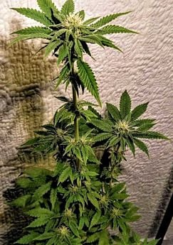 Holy Smoke Seeds Mint Chocolate Bananas Fem