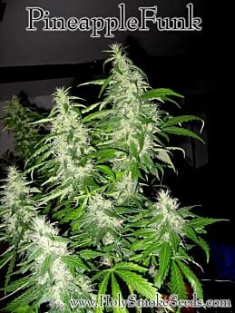 Holy smoke Seeds Pineapple Funk Feminised