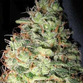 Holy Smoke Seeds Kong Regular Seeds