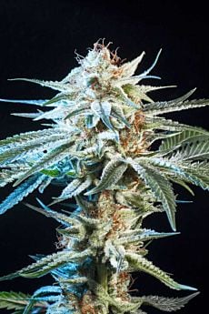 Elemental Seeds - Honey Bananas