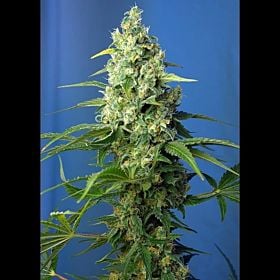 Sweet Seeds Honey Peach Auto CBD Fem