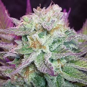 HortiLab StarKush Regular