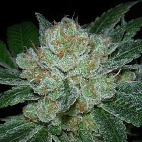 Archive Seeds Hell Raiser OG Regular 