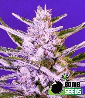 Bomb Seeds Ice Bomb Feminized