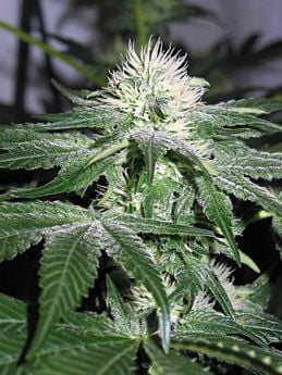 Royal Queen Seeds Ice Feminised