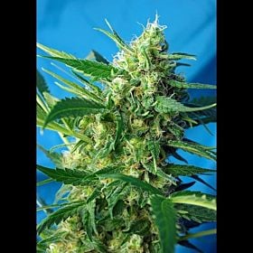 Sweet Seeds Ice Cool Auto Fem