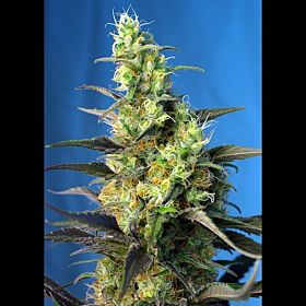 Sweet Seeds Ice Cool Fem