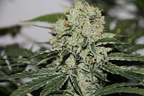 KC Brains Northern Light Special Feminized 
