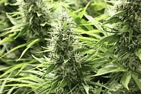 The Devil's Harvest Seed Company - John Doe