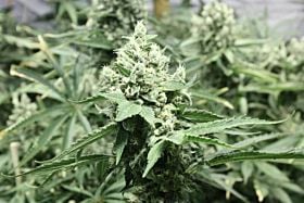 The Devil's Harvest Seed Company - Devil's Dawg
