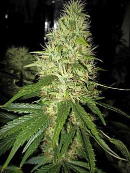 Holy Smoke Seeds Goldfinger Feminized 