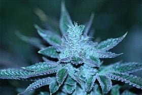 The Devil's Harvest Seed Company - Strawberry Sour Diesel